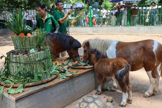 Khách đổ đến dự sinh nhật ngựa lùn ở Thảo Cầm Viên Sài Gòn