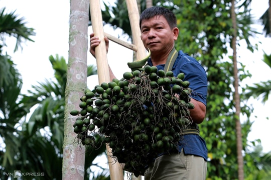 Lão nông biến vườn cau thành 'kho' dược liệu quý