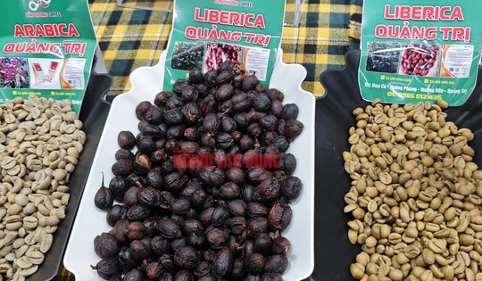 Giá cà phê hôm nay 12-4: Robusta thủng đáy, tương lai thế nào?