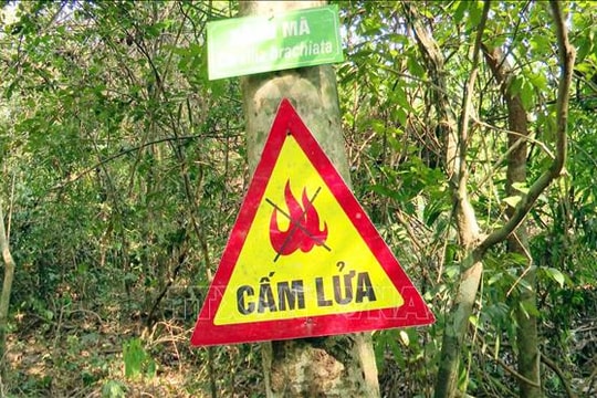 Cao điểm phòng, chống cháy rừng mùa nắng nóng