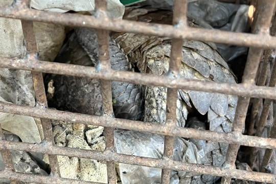 Quảng Trị tiếp nhận 2 cá thể tê tê thuộc nhóm nguy cấp, quý, hiếm