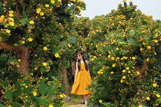 Vườn xương rồng cổ 5.000 m2 nở rộ ở Mộc Châu