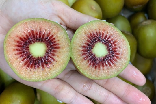 Kiwi ruột đỏ New Zealand 350.000 đồng một kg vẫn hút khách