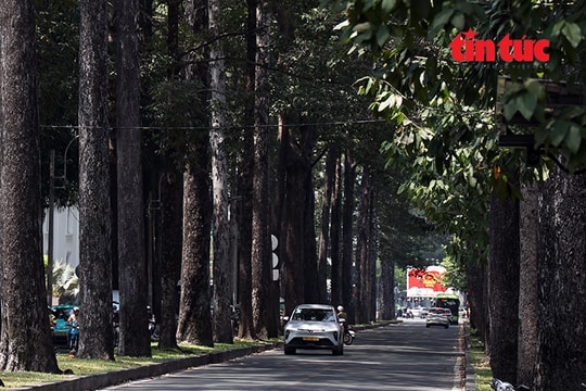 TP Hồ Chí Minh: Nắng gắt bao trùm, những con đường xanh trở thành nơi ‘giải nhiệt’