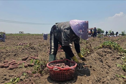 Cung vượt cầu, giá khoai lang tại Gia Lai giảm sâu