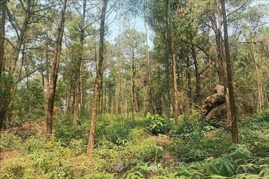 Thanh Hóa phòng chống cháy rừng mùa cao điểm tại các khu du lịch