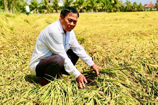 Lúa rớt giá, nông dân miền Tây lo thua lỗ
