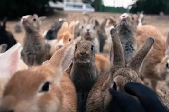 Hòn đảo thỏ đông hơn người ở nước nào?