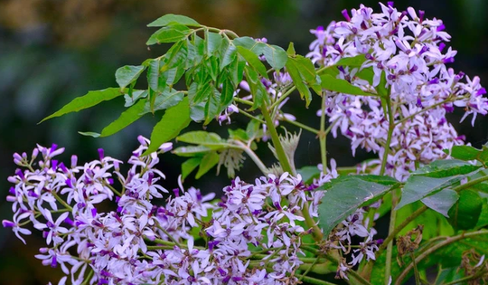 Loài hoa khi vào mùa khiến cơ thể dễ ốm yếu hơn