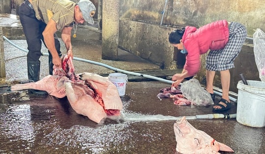 Quảng Trị phạt lò mổ gần 250 triệu đồng vì xả thải vượt chuẩn gấp 40 lần