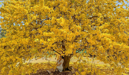 Vụ tịch thu 42 cây mai vàng "không giấy tờ": Người trồng mai ở miền Tây lo ngại