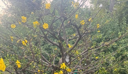 Từ vụ tạm giữ 42 gốc mai ở Côn Đảo: Nhà vườn băn khoăn về yêu cầu chứng minh nguồn gốc