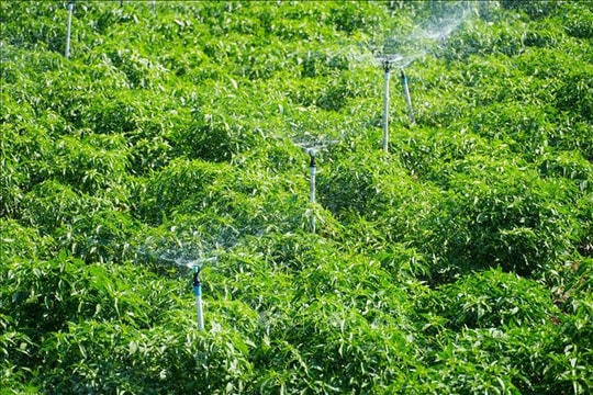 Công nghệ tưới tiết kiệm giúp nông nghiệp Khánh Hòa vượt hạn