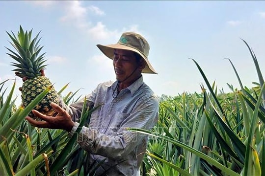 Hình thành vùng nguyên liệu dứa MD2 hướng tới xuất khẩu