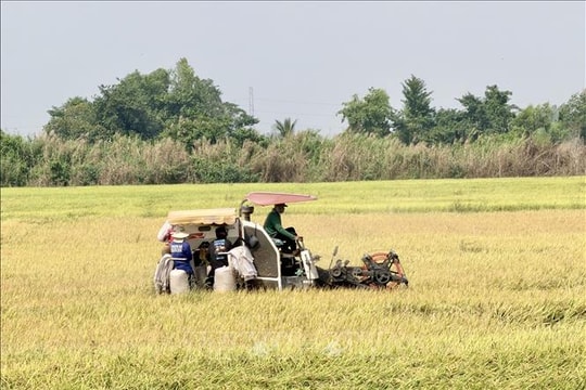 An Giang mở rộng diện tích canh tác lúa chất lượng cao vụ Hè Thu