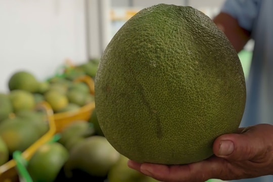 Trung Quốc mở cửa thị trường với chanh, bưởi Việt