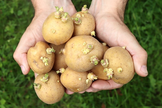 Không ăn khoai tây mọc mầm để tránh ngộ độc thần kinh