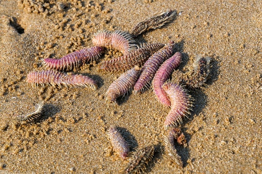 Sâu biển, sứa xuất hiện nhiều ở Bãi Sau Vũng Tàu