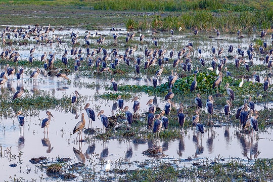 Đàn cò nhạn quý hiếm xuất hiện ở Đăk Lăk