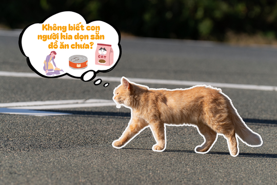 Tại sao chúng ta vẫn thường hay nghĩ mèo là loài lạnh lùng?