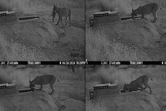 Lần đầu tiên phát hiện linh miêu rửa con mồi trước khi ăn