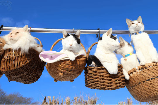 Người trẻ Đông Á ngày càng thích nuôi mèo hơn chó
