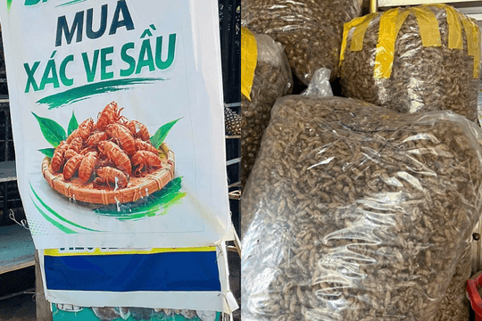 Xác ve sầu thành 'hàng hot' ở Gia Lai, bác sĩ khuyến cáo không tự ý dùng