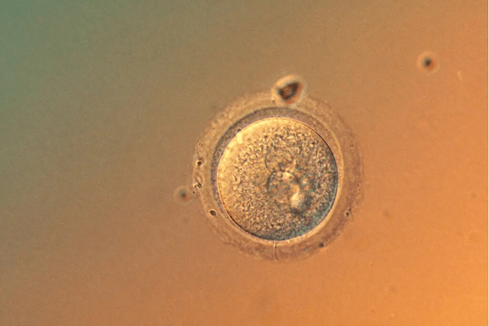 Công nghệ chỉnh sửa DNA phôi người gây ra tranh cãi về đạo đức
