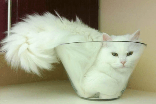 Các nhà khoa học Nhật tìm ra bí ẩn chất lỏng mang tên mèo