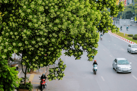 Đau đầu khi ngửi mùi hoa sữa có phải dị ứng phấn hoa?