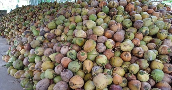 Vì sao Việt Nam ồ ạt nhập khẩu dừa?