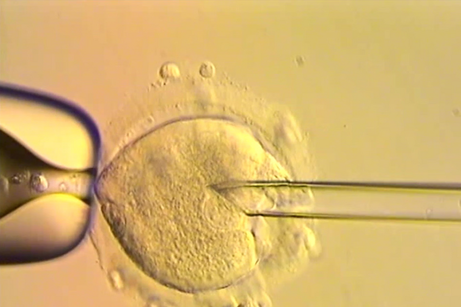 8 em bé ở Anh chào đời nhờ ADN từ 3 người khác nhau