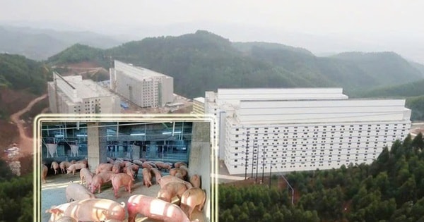 Bộ Nông nghiệp và Môi trường trình Chính phủ mô hình "xây chung cư nuôi heo"