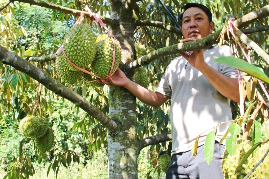 Anh nông dân bị nói “khùng” vì chi tiền tỷ trồng sầu riêng trên đất khô cằn