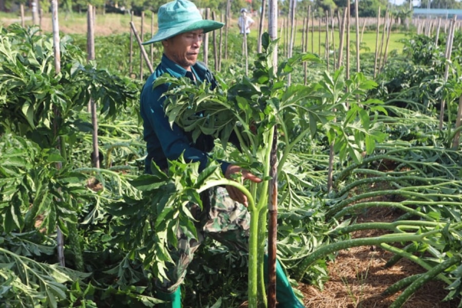 Thu hàng trăm triệu đồng nhờ loại cây đặc sản dễ trồng nhưng “khó tính”
