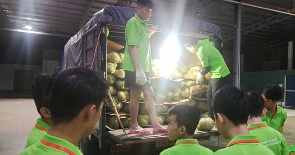 Các vựa sầu riêng thu mua xuyên lễ 2-9