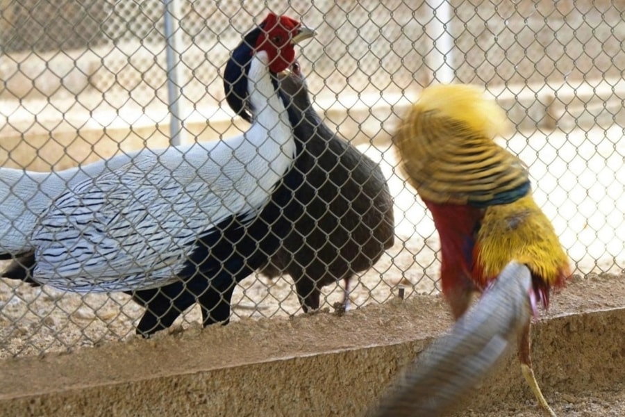 Bí kíp của người nuôi động vật hoang dã được Chủ tịch nước tặng huân chương