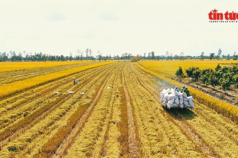 Giá lúa Hè Thu tại Đồng bằng sông Cửu Long giảm mạnh