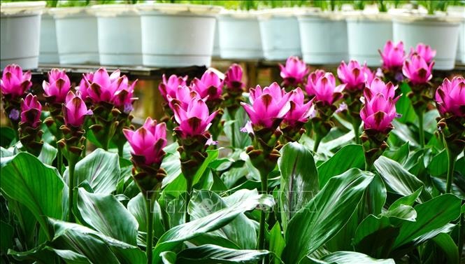 Làng hoa Sa Đéc bước vào vụ sản xuất chuẩn bị cho lễ, Tết