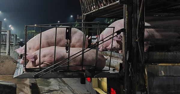 Giá heo hơi nhích tăng, chợ buôn hết lo ế