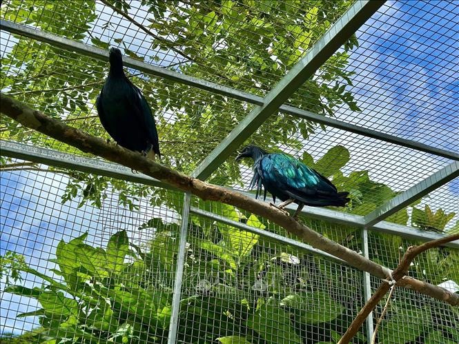 Vườn quốc gia Côn Đảo tiếp nhận 5 con chim bồ câu Nicoba quý hiếm