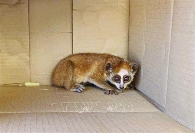 Người dân giao nộp một con Cu li nhỏ nằm trong Sách đỏ