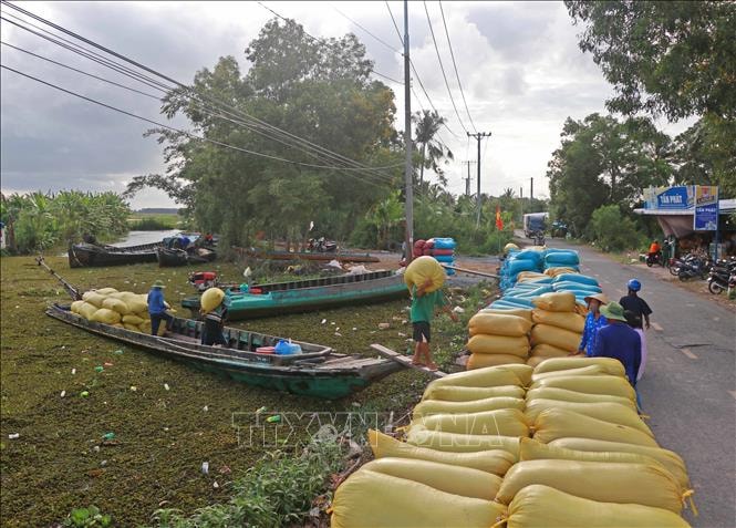 Cà Mau hỗ trợ nông dân tiêu thụ vụ lúa Hè Thu