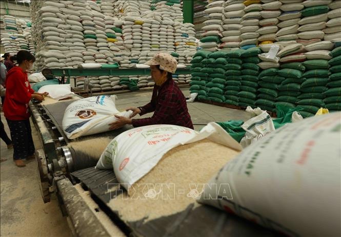 Thị trường nông sản: Giá lúa gạo đồng loạt tăng