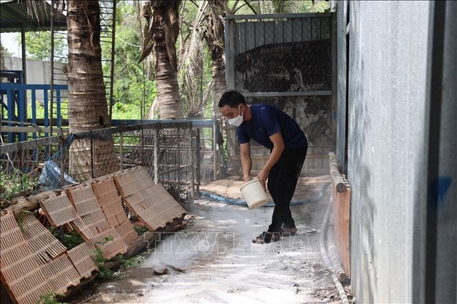 Xử phạt trường hợp giấu, không khai báo ổ dịch tả lợn châu Phi