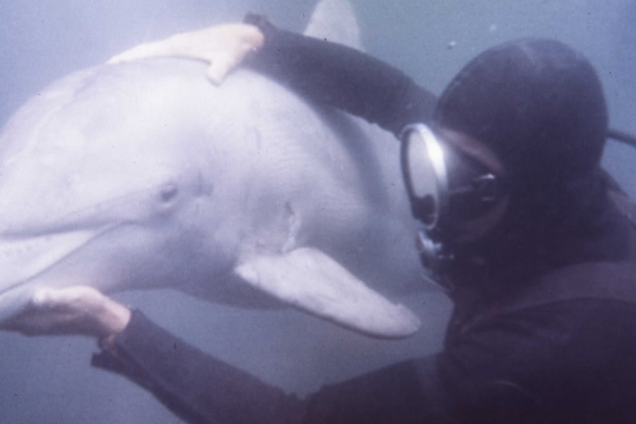 Cá heo, sư tử biển trở thành vũ khí bí mật trong Chiến tranh Lạnh thế nào?