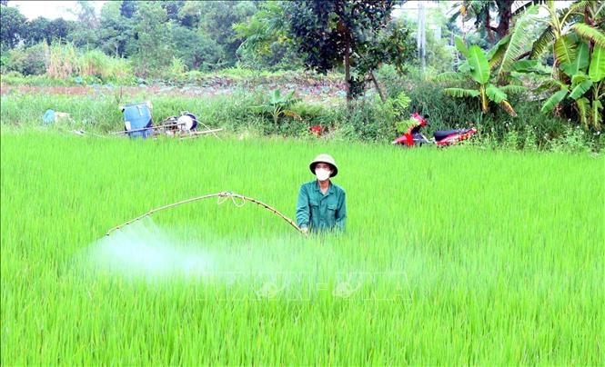 Phòng trừ sâu bệnh hại lúa theo '4 đúng'