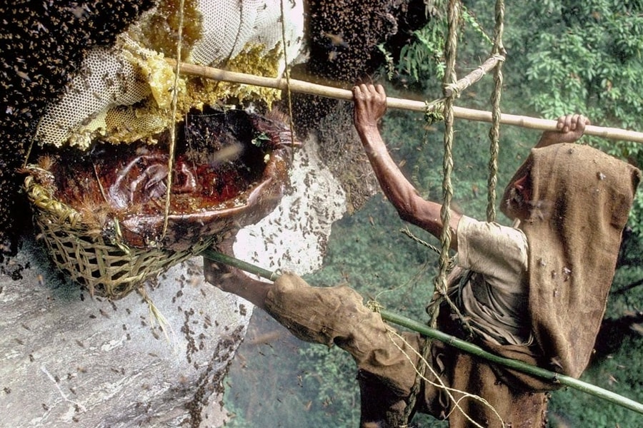 Những người liều mình trên vách đá hàng trăm mét săn "mật ong điên"