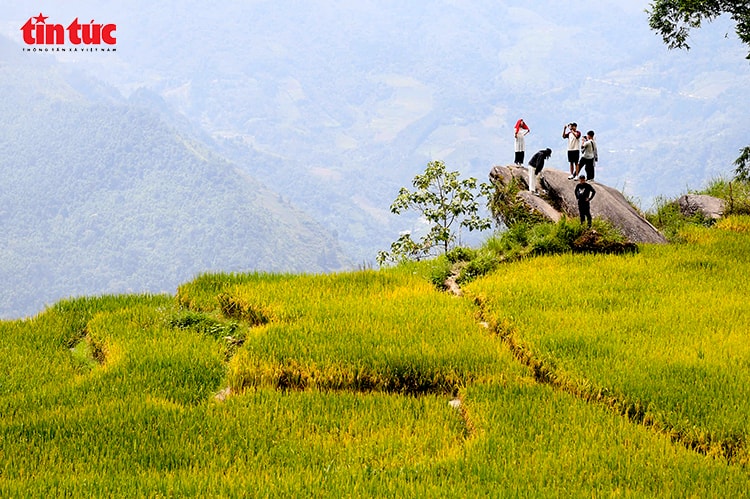 Y Tý rực rỡ sắc vàng mùa lúa chín