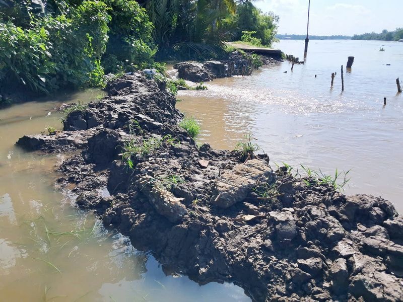 Vĩnh Long: Khắc phục sạt lở trên tuyến đê bao sông Măng